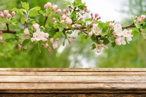Empty wooden table with spring background of blossoming wild apple tree Stock Photos