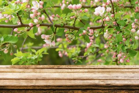 Empty wooden table with spring background of blossoming wild apple tree Foto stock
