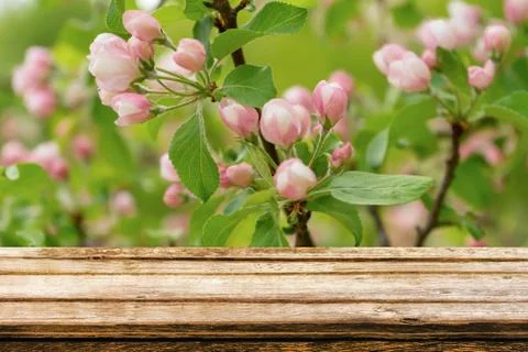 Empty wooden table with spring background of blossoming wild apple tree Stock Photos