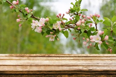 Empty wooden table with spring background of blossoming wild apple tree Stock Photos