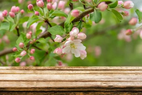 Empty wooden table with spring background of blossoming wild apple tree Stock Photos