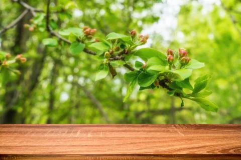 Empty wooden table with spring background of blossoming wild apple tree. Can  Foto stock