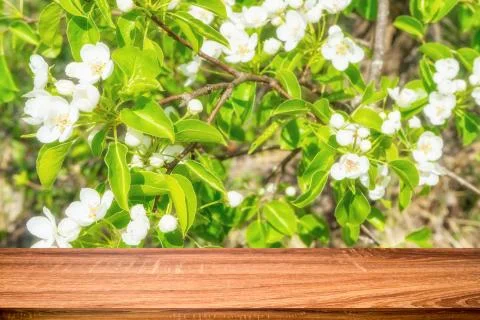 Empty wooden table with spring background of blossoming wild apple tree. Can  Stock Photos