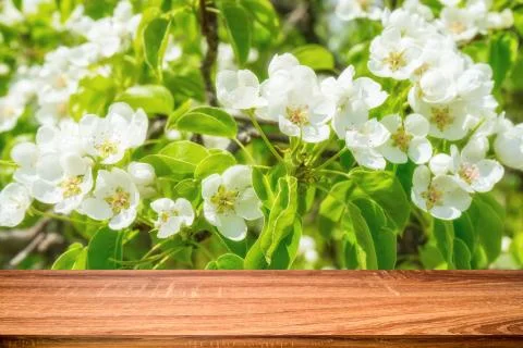 Empty wooden table with spring background of blossoming wild apple tree. Can  Stock Photos