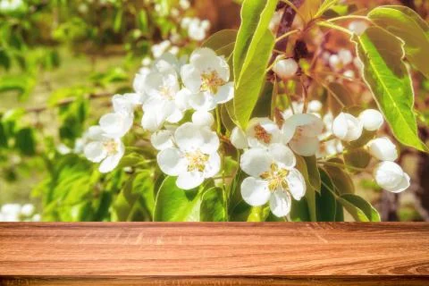 Empty wooden table with spring background of blossoming wild apple tree. Can  Foto stock