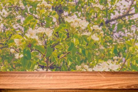 Empty wooden table with spring background of blossoming wild apple tree. Can  Foto stock