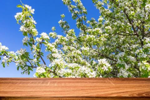 Empty wooden table with spring background of blossoming cherry tree. Can be u Stock Photos