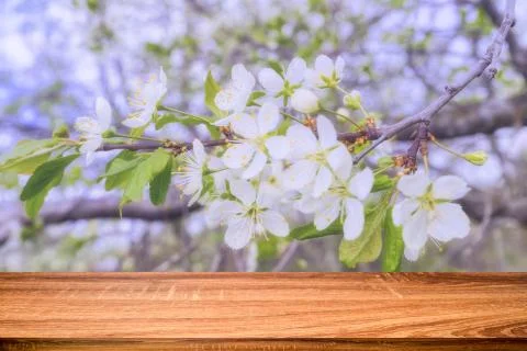 Empty wooden table with spring background of blossoming cherry tree. Can be u Stock Photos
