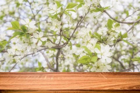 Empty wooden table with spring background of blossoming cherry tree. Can be u Stock Photos
