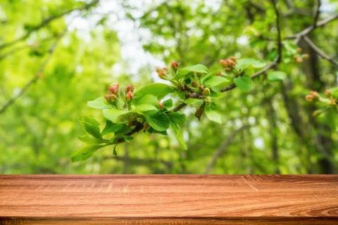 Empty wooden table with spring background of blossoming wild apple tree. Can  Stock Photos