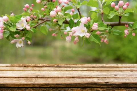 Empty wooden table with spring background of blossoming wild apple tree. Mock Stock Photos