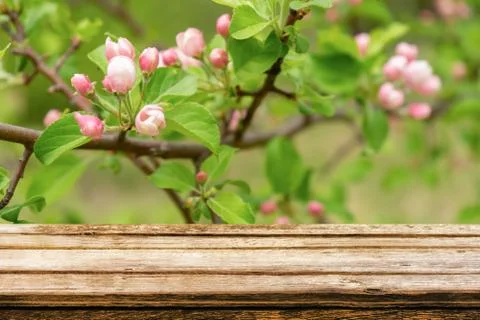 Empty wooden table with spring background of blossoming wild apple tree. Mock Stock Photos