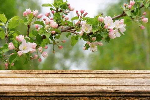 Empty wooden table with spring background of blossoming wild apple tree. Mock Stock Photos