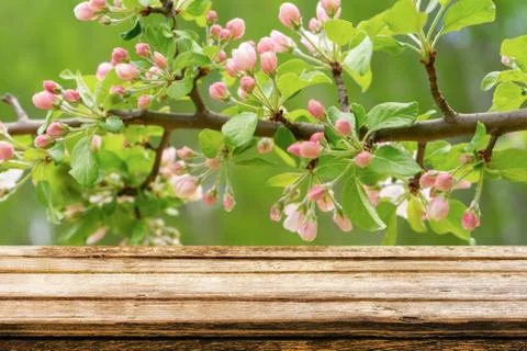 Empty wooden table with spring background of blossoming wild apple tree. Mock Foto stock
