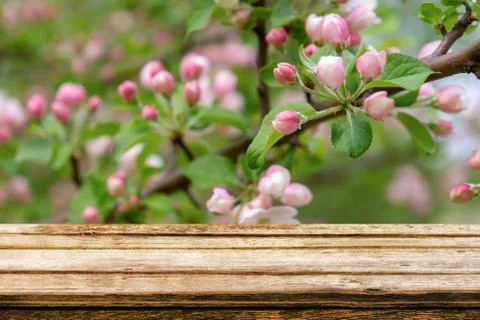 Empty wooden table with spring background of blossoming wild apple tree. Mock Stock Photos