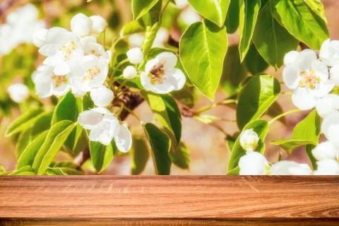 Empty wooden table with spring background of blossoming wild apple tree. Can  Stock Photos