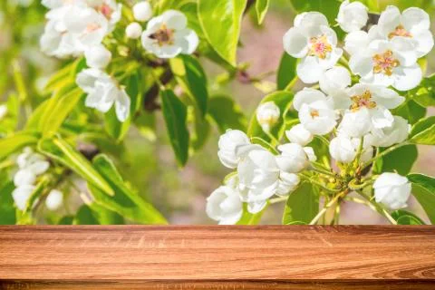 Empty wooden table with spring background of blossoming wild apple tree. Can  Stock Photos