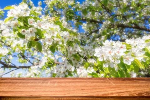 Empty wooden table with spring background of blossoming cherry tree. Can be u Stock Photos