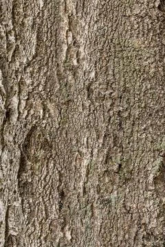Empty wooden texture tree of dark, rough tree bark brown color Stock Photos