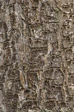 Empty wooden texture tree of dark, rough tree bark brown color close up Stock Photos