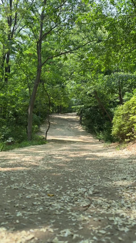 Empty Woodland Hiking Path Through Lush Green Summer Forest Stock Footage 340413771