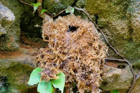 Empty Wren Nest. Stock Photos