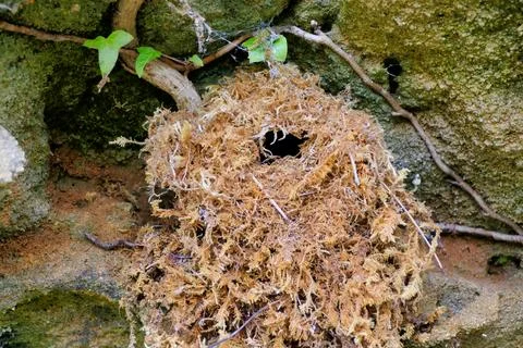 Empty Wren Nest. Stock Photos