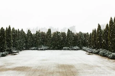 Empty yard surrounded by tree, around it's snowing. Stock Photos