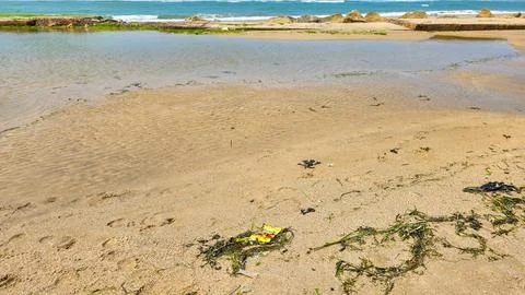 An empty yellow plastic packaging and green algae on the wet sand of the ocean Stock Photos