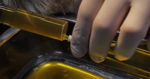 Emptying the bladder using a urinary catheter in a dog. The veterinarian Stock Footage 256814709