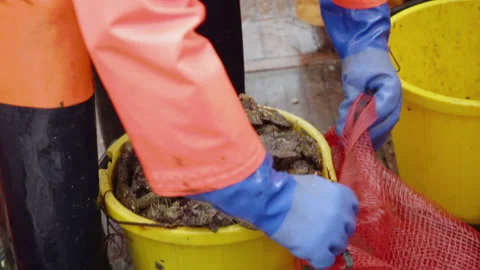 Emptying the catch from bucket to bag ready for market 스톡 동영상 171297173