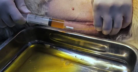 Emptying a dog's bladder through a catheter using a syringe. Close-up. A Stock Footage 257076911