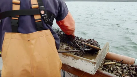 Emptying the dredge to sort the catch 스톡 동영상 171296848