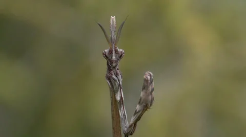Empusa pennata Stock Footage 35685536