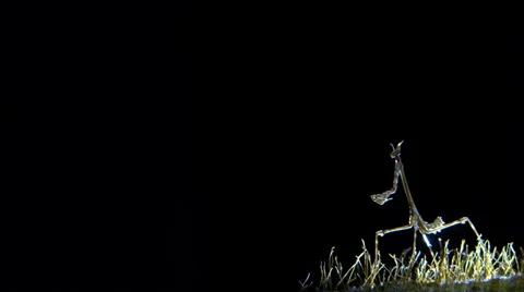 Empusa pennata Stock Footage 35755446