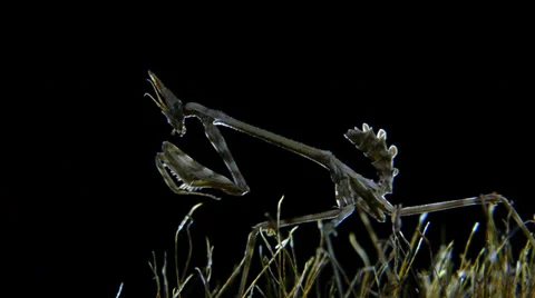 Empusa pennata Stock Footage 35756099