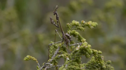 Empussa pennata Video stock 35685321