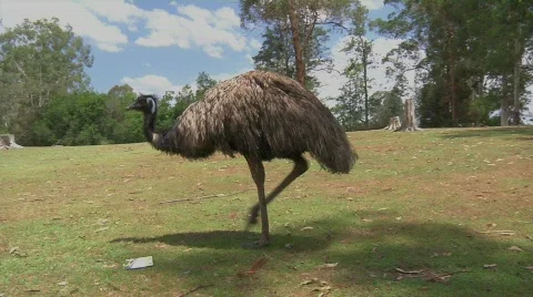 Emu 4 Stock Footage 574659