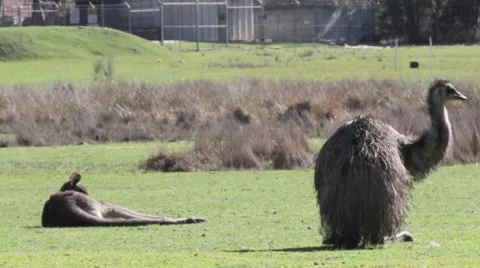 Emu and kangaroo laying down, scratching 스톡 동영상 67343616