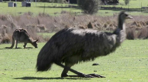 Emu and kangaroo scratching 스톡 동영상 67342162