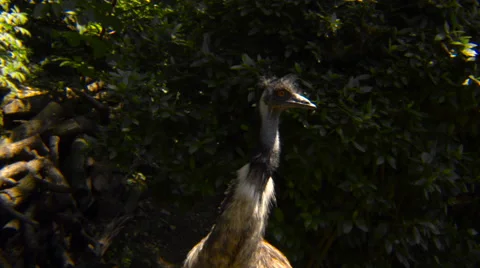 Emu and vegetation Video stock 66205645