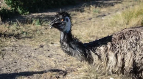 EMU angry cranks out head Stock Footage 54740887