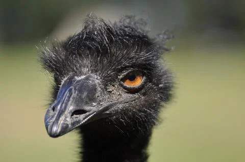 Emu With an Annoyed, Mocking Expression Stock Photos