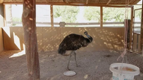 Emu in the Atacama desert Stock Footage 248020658