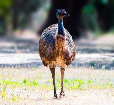 Emu in Australia Stock Photos