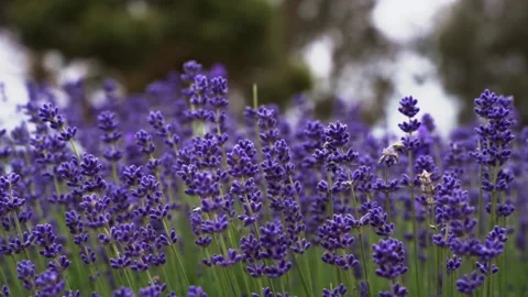 Emu Bay Lavender Farm Stock Footage 267054950