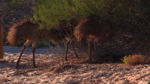 Emu on the beach of Monkey Mia Stock Footage 89152169