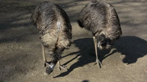 Emu bird feeding Stock Footage 60354645