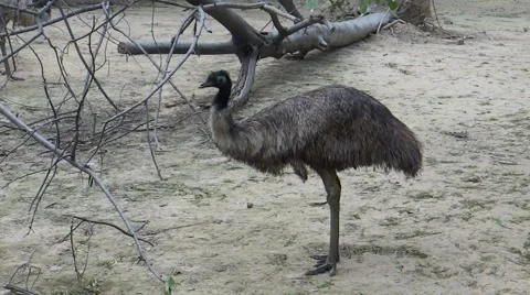 Emu bird Stock Footage 47129633