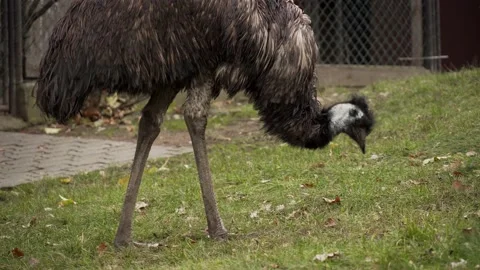 Emu bird Stock Footage 151604008